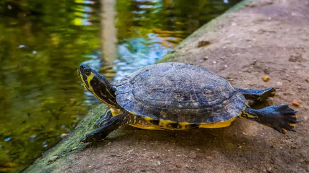 Photo of funny cumberland slider turtle swimming on dry land, tropical reptile specie from America