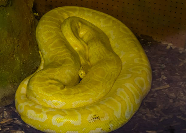 istock portrait of a yellow and white asian rock python, popular tropical reptile specie from India 1209915293