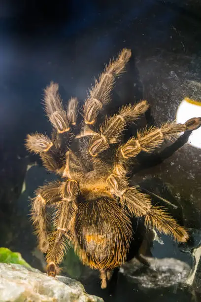 Photo of brazilian salmon pink bird eating tarantula in closeup, popular and tropical insect specie from Brazil