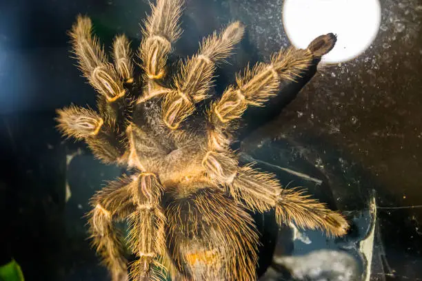 Photo of closeup portrait of a brazilian salmon pink bird eating tarantula, popular and tropical insect specie from Brazil