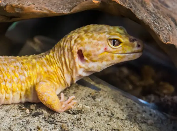 Photo of leopard gecko with its face in closeup, Popular tropical reptile specie from Asia