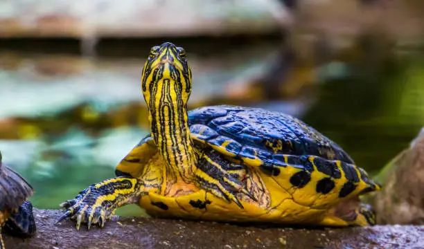 Photo of funny cumberland slider turtle with its face in closeup, tropical reptile specie from America