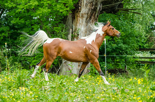 paint horse in the pasture - half-Arabian gelding - looks attentively