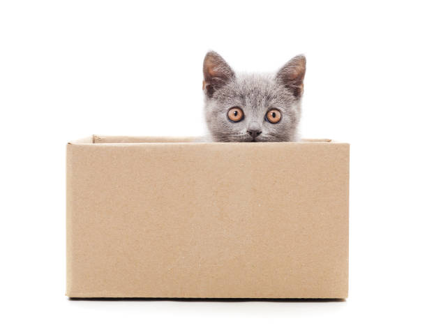 istock Little cat in the box. 1209918149