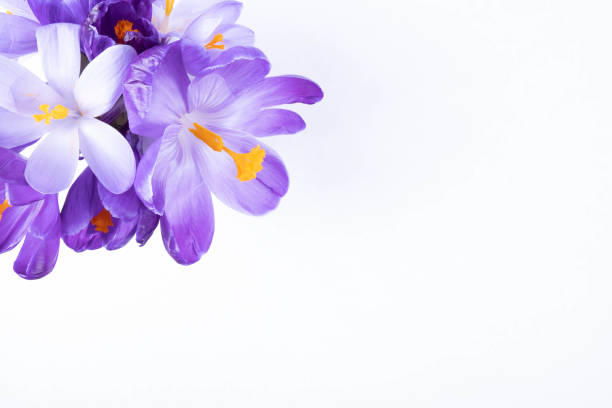 istock bouquet of white and purple crocus flowers 1209918191