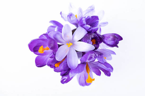 istock composition, a small bouquet of crocus flowers 1209918197
