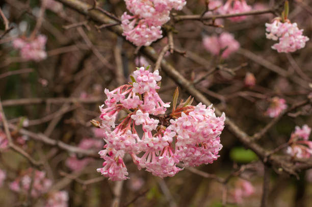 close-up of pink flowers of a bodnant viburnum trumped shaped pink flowers of viburnum bodnantense or winter snowball viburnum stock pictures, royalty-free photos & images
