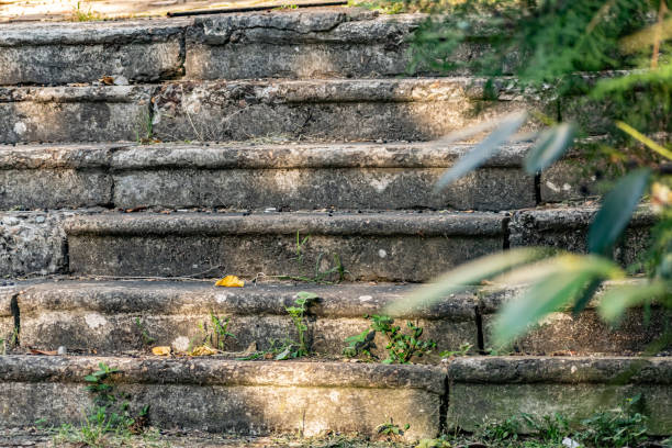 istock Old concrete grey steps strewn with black berries from the branches of a leaning tree with 1209920149