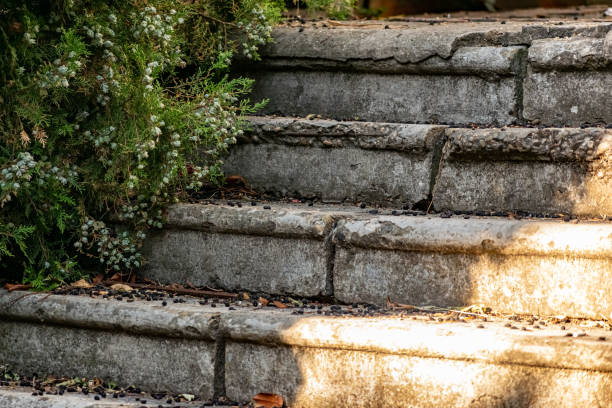 istock Old concrete grey steps strewn with black berries from the branches of a leaning tree with 1209920151
