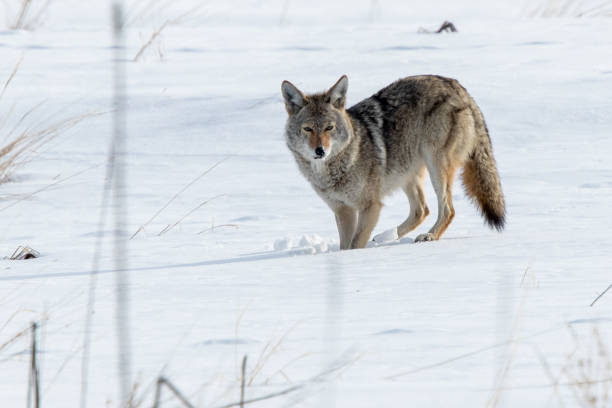 istock Coyote on the hunt, pounce, eat 1209920252