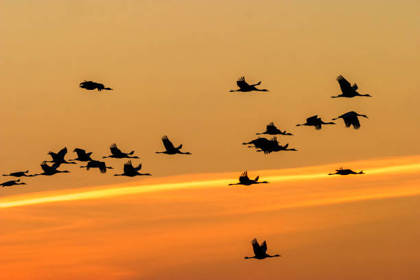 istock Flock of Cranes flying in the sunset 1209920483