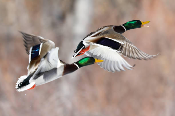 istock Mallard drakes during take off from river 1209920572