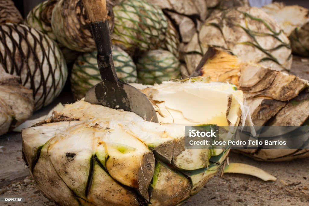 Agave pineapple being cutted by mezcal productors Agave pineapple being cut into smaller pieces, to be able to cook it in wood later. Agave Plant Stock Photo