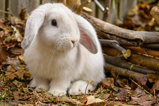 Young pet rabbit is standing on the ground cover with dried leaves in fall
