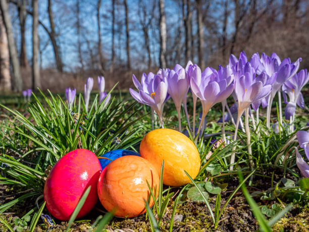 wiele krokusów z pisankami w parku - birds nest animal nest animal egg blue zdjęcia i obrazy z banku zdjęć