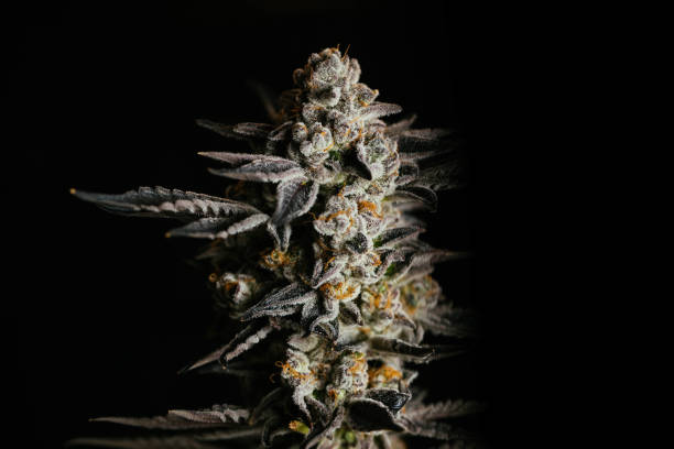 istock Indoor Cannabis Commercially Grown and Harvested 1209923692