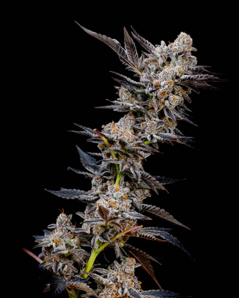 istock Indoor Cannabis Commercially Grown and Harvested 1209923745