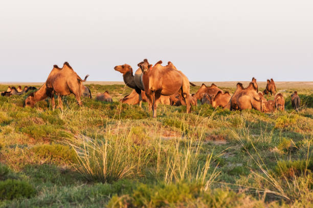 istock Camels grazing in the sunset 1209923864