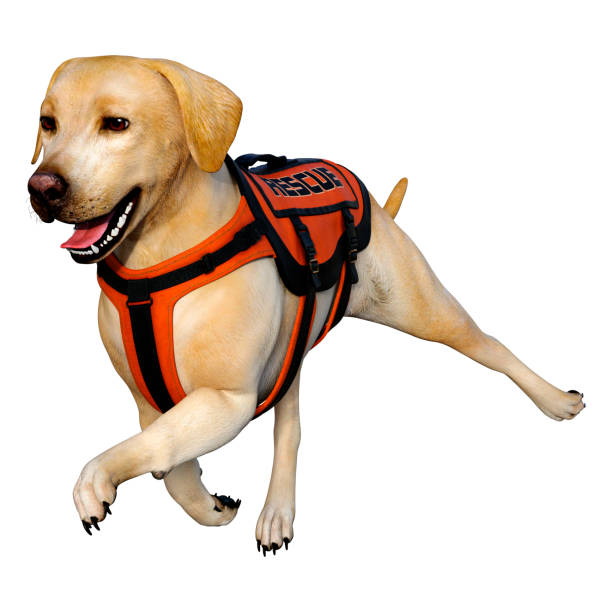 istock 3D illustration yellow labrador rescue dog on white 1209924307