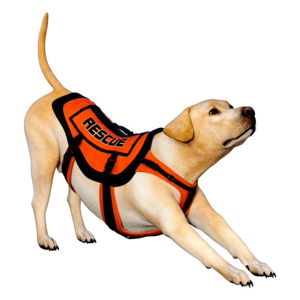 istock 3D illustration yellow labrador rescue dog on white 1209924309