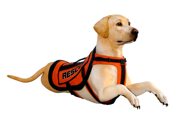 istock 3D illustration yellow labrador rescue dog on white 1209924352