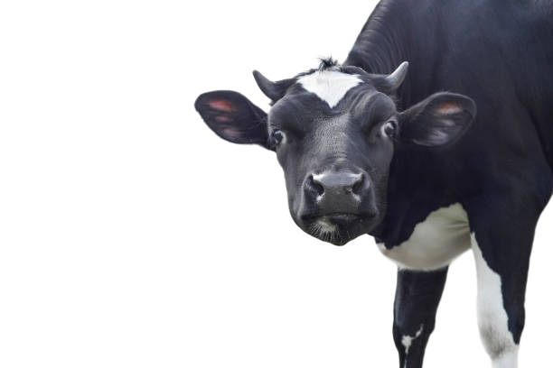 Cow portrait.\n\n[h5 class=\