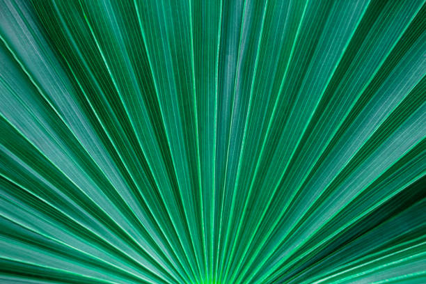 istock tropical palm leaf and shadow, abstract natural green background 1209925837