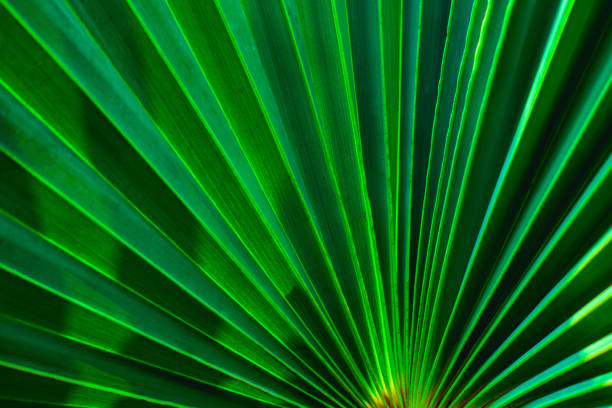 istock tropical palm leaf and shadow, abstract natural green background 1209925878