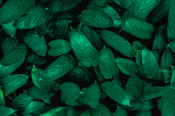 istock closeup nature view of green leaf background 1209926035