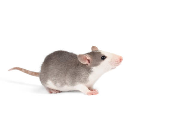 istock Funny young rat full length isolated on white. Rodent pets. 1209926124