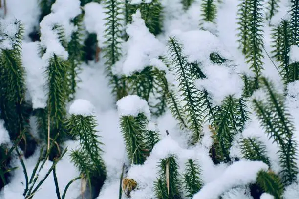 Miniature likeness of snowy fir trees