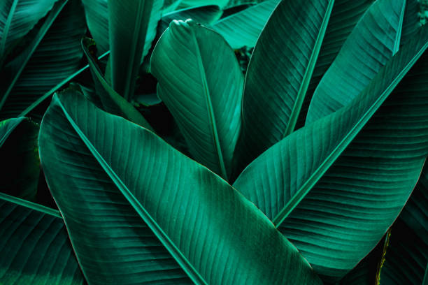 istock tropical green banana leaf background 1209926415