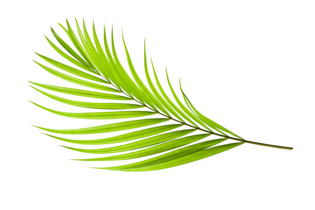 istock tropical coconut leaf isolated on white background 1209926452
