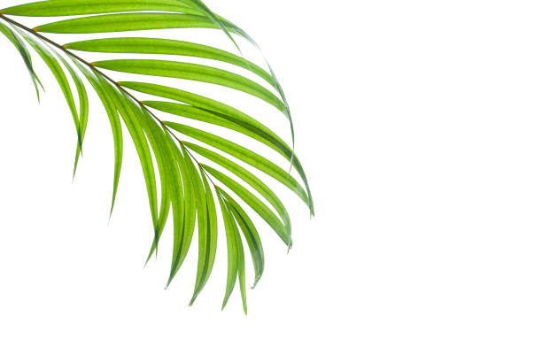 istock tropical coconut leaf isolated on white background 1209926487