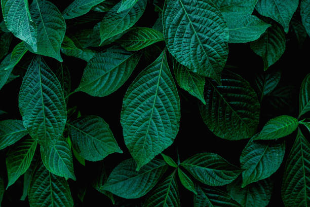 istock closeup nature view of green leaf background 1209926664