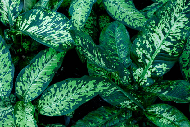 istock closeup green leaves nature background 1209926745