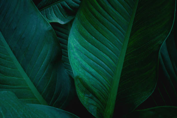 istock abstract green leaf texture, nature background, tropical leaf 1209926760