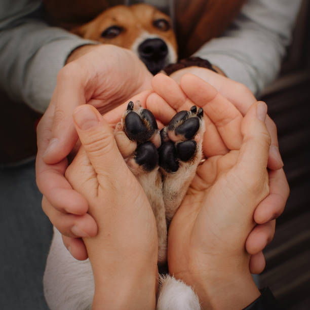 istock jack russell terrier dogs paws held in owners hands 1209927378