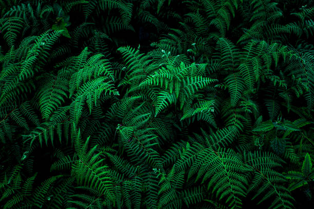 istock closeup green leaves nature background 1209927447