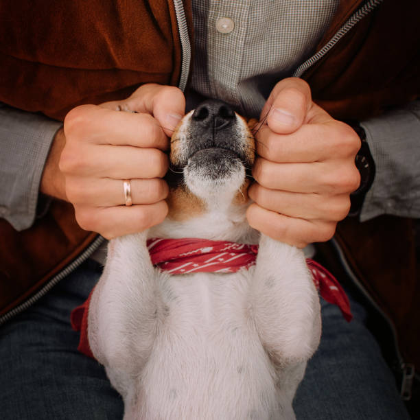 istock funny jack russell terrier dog lying upside down 1209927514