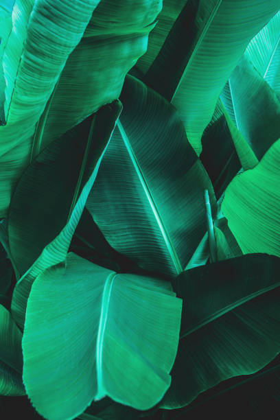 istock green leaf texture, dark green foliage nature background 1209927650