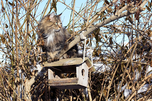 A Norwegian Forest Cat curiously looks at a birdhouse