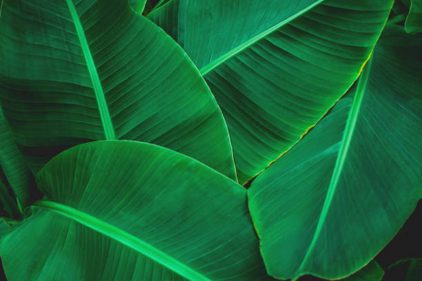 istock tropical green banana leaf background 1209928022