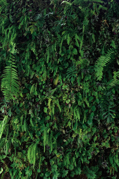 fond vertical de nature de jardin, mur vert vivant du lierre de diable, fougères, philodendron, peperomia, plante de pouce et divers types de plantes de feuillage de forêt tropicale de forêt tropicale sur le fond foncé. - vertical garden photos et images de collection