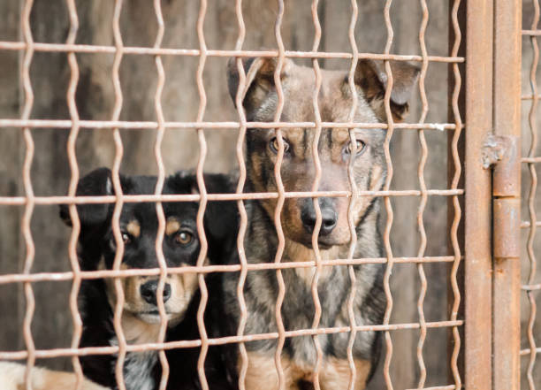istock mongrel dog in a cage close up 1209930561