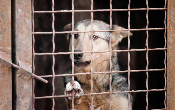 istock mongrel dog in a cage close up 1209930623