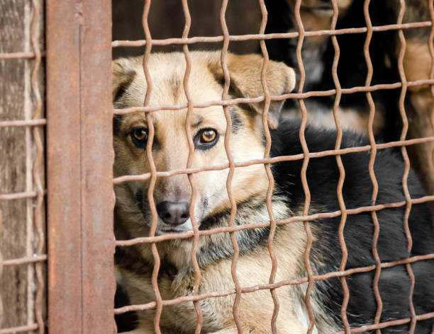 istock mongrel dog in a cage close up 1209930923