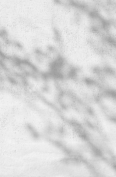 istock Shadow Of Leaves Reflected On The White Wall 1209931040