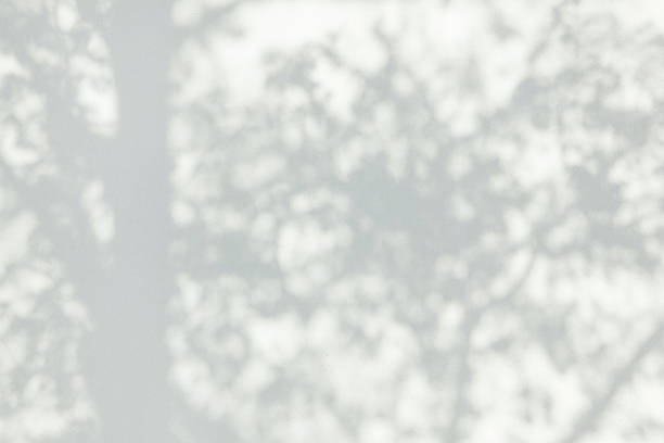 istock Shadow Of Leaves Reflected On The White Wall 1209931043