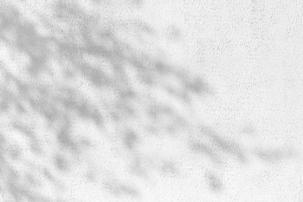 istock Shadow Of Leaves Reflected On The White Wall 1209931063